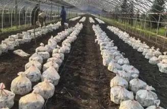 黑龍江佳木斯市：打造“寒地菌菇”之鄉(xiāng)