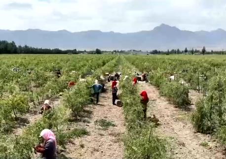 寧夏枸杞、新疆白杏進(jìn)入成熟采摘期 小水果大產(chǎn)業(yè) 助果農(nóng)增收致富