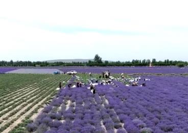 擦亮紫色花海“金字招牌” “花卉+”激活吃、住、游、購綜合消費新動能