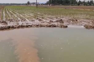 2025年全國(guó)春灌總面積約4.3億畝 水網(wǎng)建設(shè)保農(nóng)作物灌溉 保糧食豐收