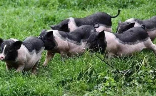 廣西陸川豬產(chǎn)業(yè)走出品質(zhì)筑基、品牌開(kāi)路、鏈條延伸的特色發(fā)展之路