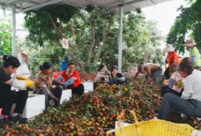 探訪“中國荔枝之鄉(xiāng)”廣西靈山：科技“鮮”行 實(shí)“荔”C位