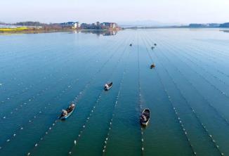 中國淡水珍珠之鄉(xiāng)，憑什么是它？