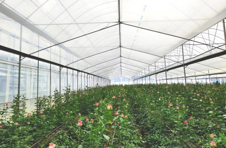 雷馬散光膜馴服高原強(qiáng)光，“鮮花經(jīng)濟(jì)”告別灼傷之痛