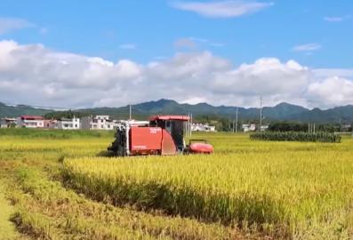 機(jī)械化收割、“鴨管家”除蟲 農(nóng)業(yè)科技+生態(tài)種養(yǎng)助力增產(chǎn)增收
