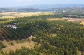 年產(chǎn)量超2億噸！我國多地森林食物迎來夏季采收