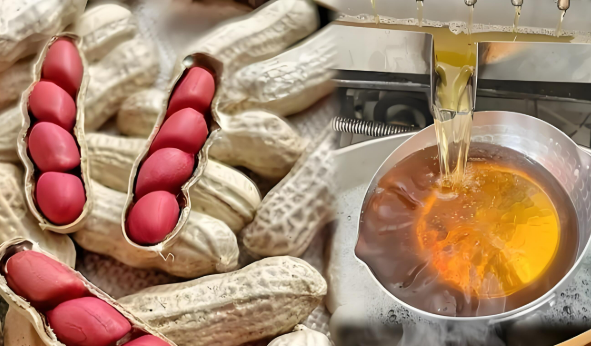 以營養(yǎng)價值和功能特性為導向 中國花生油行業(yè)步入高品質競爭新階段