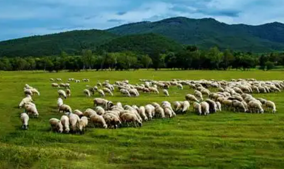 黑龍江鶴城全力打造中國北方現(xiàn)代畜牧產(chǎn)業(yè)新高地