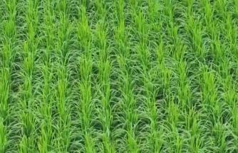 小暑農(nóng)事忙：秋作物茁壯、早稻金黃 南北田間奏響豐收序曲