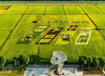 金稻之鄉(xiāng)“稻”出新經(jīng)濟(jì) 村民幸福再“升級(jí)”