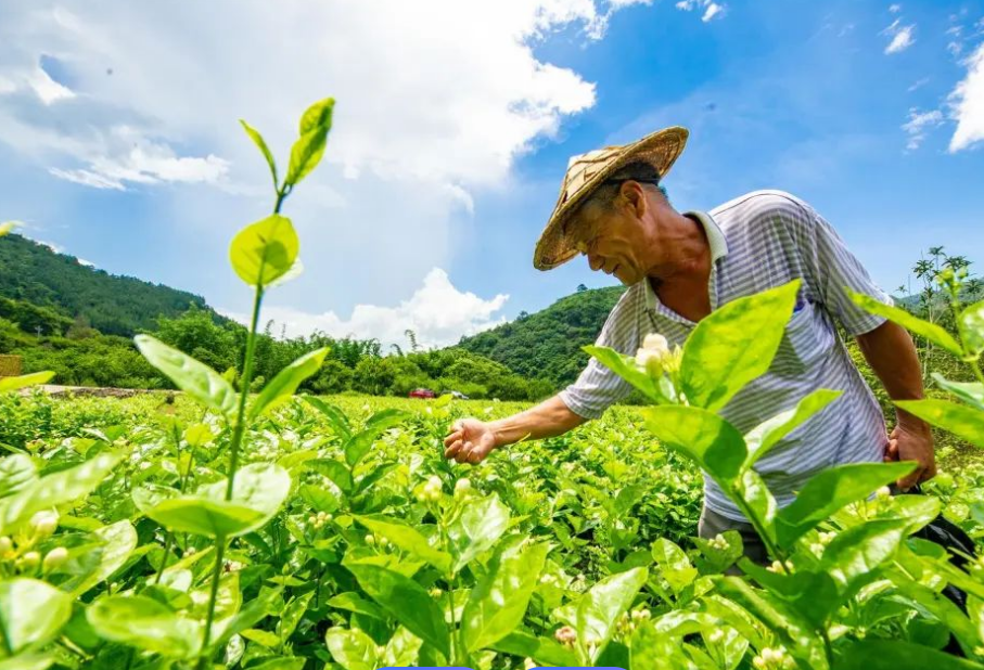 茉莉花茶香滿城--福建福州茉莉花茶產(chǎn)業(yè)復(fù)興之路