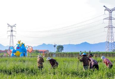 “中國黃花之鄉(xiāng)”：小小黃花如何撬動(dòng)鄉(xiāng)村大發(fā)展