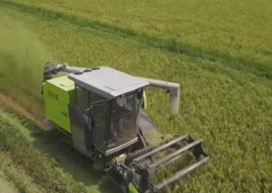 高產(chǎn)優(yōu)質(zhì)！科技助力早稻豐收 糧食穩(wěn)產(chǎn)基礎(chǔ)牢