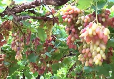 豐收時(shí)節(jié)展新景：特色農(nóng)產(chǎn)品產(chǎn)銷兩旺 拓寬農(nóng)戶增收路