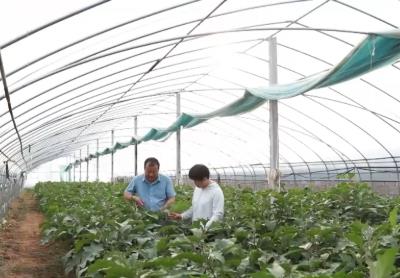 夜間采收+預(yù)冷運(yùn)輸 山東蘭陵多舉措保障蔬菜供應(yīng)