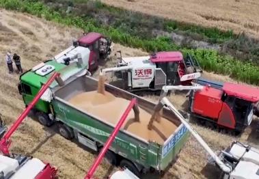 2994.8億斤、375.6公斤……“數(shù)”里行間多維度觀察夏糧穩(wěn)產(chǎn)豐收