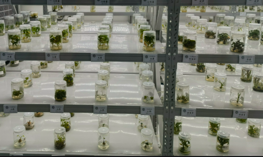 守護(hù)農(nóng)業(yè)“芯片”！走進(jìn)種子“諾亞方舟”