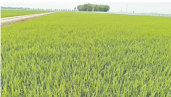 黑龍江省建成農(nóng)作物專家育種示范基地網(wǎng)絡體系