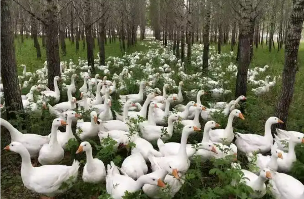 “中國白鵝之鄉(xiāng)”振翅高飛——黑龍江依安縣“鵝”產(chǎn)業(yè)激活縣域經(jīng)濟(jì)新動(dòng)能