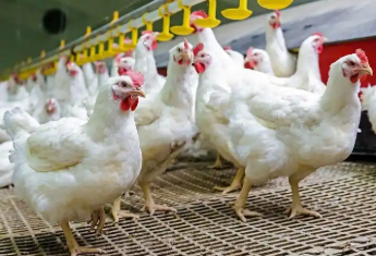 產(chǎn)能高企疊加終端需求不足 白羽肉雞價(jià)格持續(xù)下跌行業(yè)加速洗牌