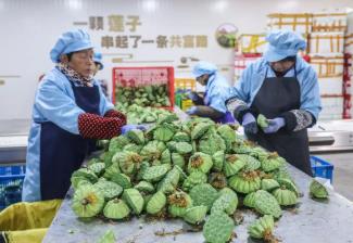 浙江建德：“蓮子之鄉(xiāng)”迎來收獲季