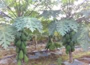 我國熱帶作物種質資源保存總量穩(wěn)步提高