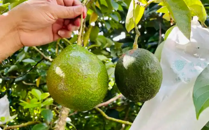 全國熱帶作物種質(zhì)資源保存總量達9萬余份