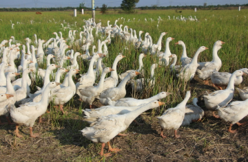 盤活“巴掌地” 延長產(chǎn)業(yè)鏈 黑龍江特色種養(yǎng)“豐”景獨好