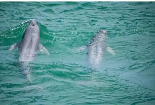 長江流域珍稀水生物種保護(hù)取得新進(jìn)展