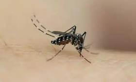 蚊媒傳染病怎么防？——國家疾控局解答熱點關(guān)切