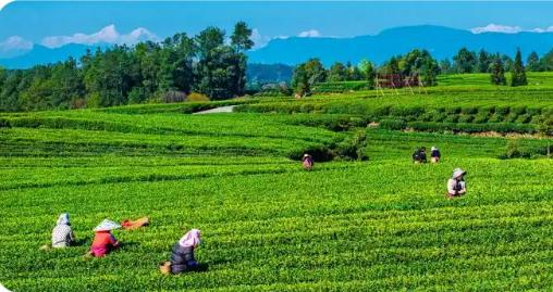 四川雅安多舉措推動(dòng)“雅茶”產(chǎn)業(yè)穩(wěn)步發(fā)展