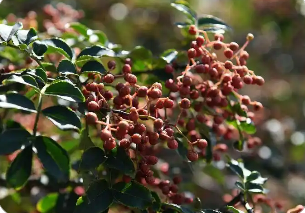 從背簍到網(wǎng)絡(luò)“中國花椒之鄉(xiāng)”香飄世界