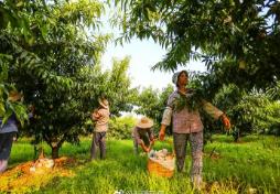 從賣桃到“賣”風(fēng)景——江蘇“水蜜桃之鄉(xiāng)”蝶變記