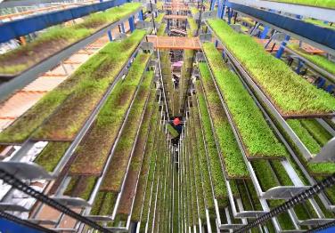 福建省國家級育繁推一體化種子企業(yè)數(shù)量增至6家