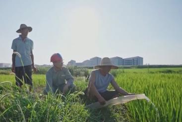 “反向抽水”、“逆勢(shì)”抽提，聯(lián)動(dòng)抗旱！水稻“喝上”保穗水 守好墑情底線保障糧食安全