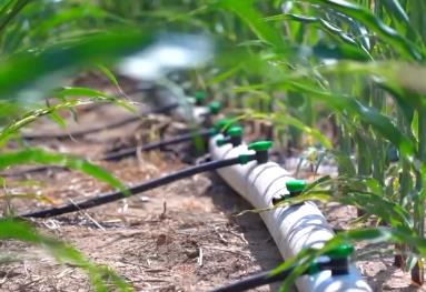 各地科學(xué)指導(dǎo)打好抗旱“組合拳” 多措并舉保產(chǎn)量助豐收