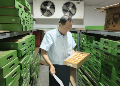 紅杏產(chǎn)業(yè) “突圍”，解鎖鄉(xiāng)村振興密碼