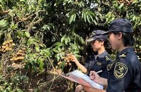 “中國龍眼之鄉(xiāng)”廣東茂名今年首批龍眼出口加拿大