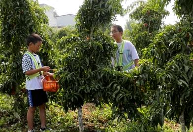 河南淅川：“采摘經(jīng)濟(jì)”帶火鄉(xiāng)村游