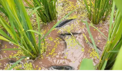 稻漁綜合種養(yǎng)產(chǎn)業(yè)由“規(guī)模擴(kuò)張”向“質(zhì)效并重”轉(zhuǎn)變