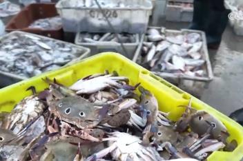 “海鮮+水產(chǎn)”上市供銷兩旺 “菜籃子”豐盈升騰“煙火氣”