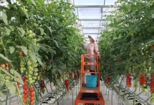 解鎖現(xiàn)代化農(nóng)業(yè)發(fā)展“密碼” “慧”種田為鄉(xiāng)村振興插上“科技翅膀”