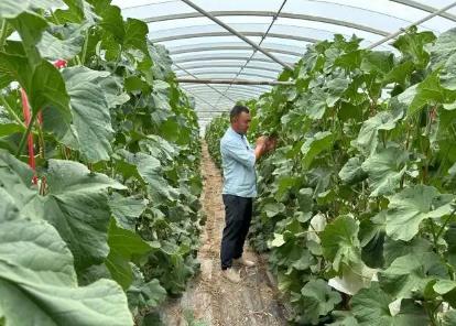 “中國(guó)蜜瓜之鄉(xiāng)”甘肅瓜州覓出海密碼