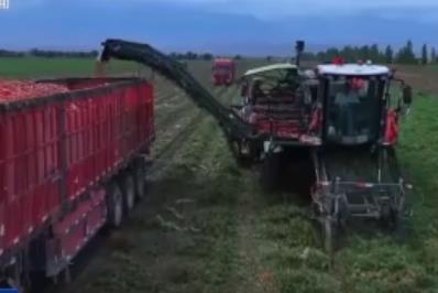 豐收時(shí)節(jié) 特色農(nóng)產(chǎn)品助農(nóng)民增收