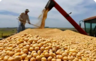 美大豆協(xié)會(huì)呼吁盡早同中國(guó)達(dá)成協(xié)議緩解豆農(nóng)危機(jī)