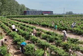 辣椒、海鮮、葡萄豐富百姓“菜籃子+果盤子” 產(chǎn)業(yè)振興鏈接“大市場(chǎng)”