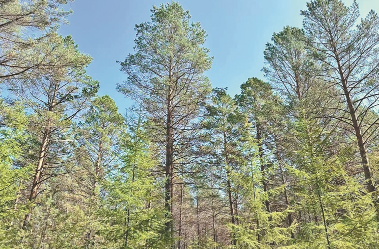 黑龍江：綠水青山底色更亮 金山銀山成色更足