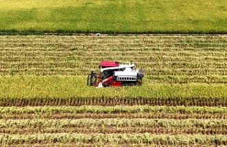 四川蓬安：農(nóng)業(yè)社會(huì)化服務(wù)助力水稻收割
