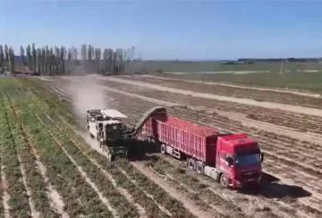 “訂單種植+機(jī)械化采收”模式保障銷路、提升效率 助農(nóng)增收“錢”景好