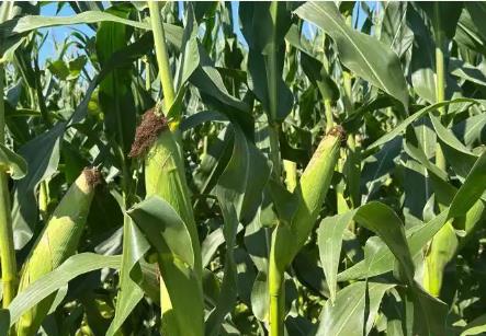 山西五寨，何以成為“中國(guó)甜糯玉米之鄉(xiāng)”？